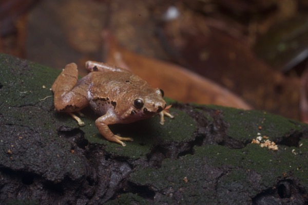 Bornean Narrow-mouthed Frog (Microhyla malang)