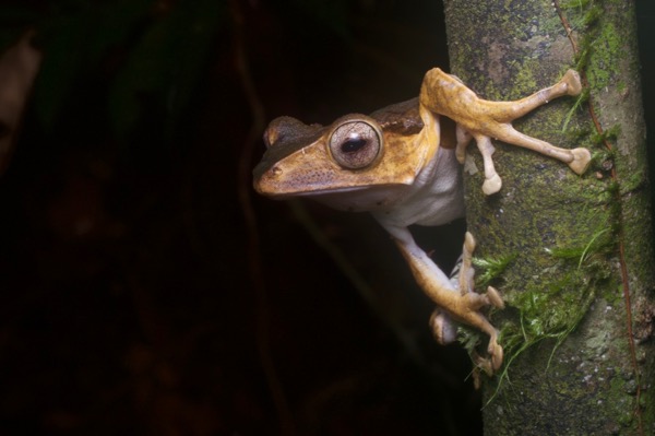 File-eared Treefrog (Polypedates otilophus)