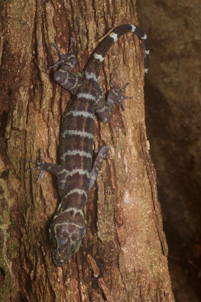 Peters’s Bent-toed Gecko (Cyrtodactylus consobrinus)