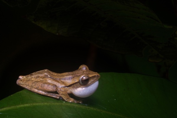 Four-lined Treefrog (Polypedates leucomystax)