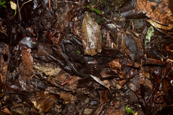 Malayan Horned Frog (Pelobatrachus nasutus)