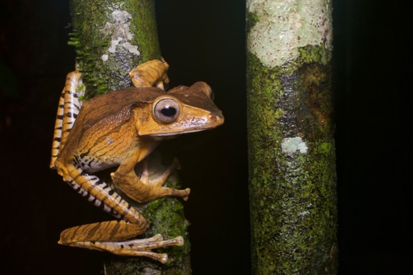 File-eared Treefrog (Polypedates otilophus)