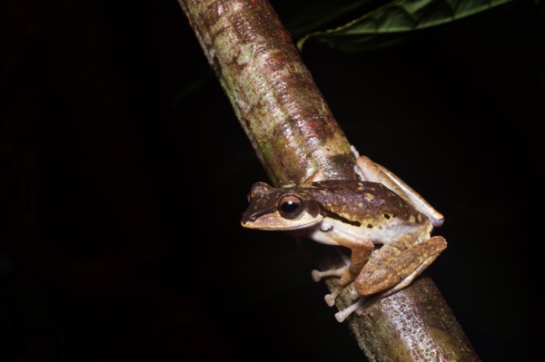 Dark-eared Treefrog (Polypedates macrotis)