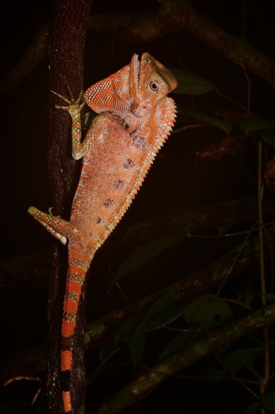 Doria’s Angle-headed Lizard (Gonocephalus doriae)