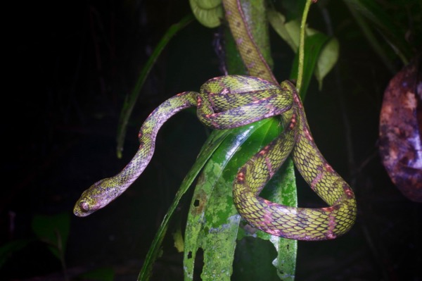 Pale-spotted Cat Snake (Boiga drapiezii)