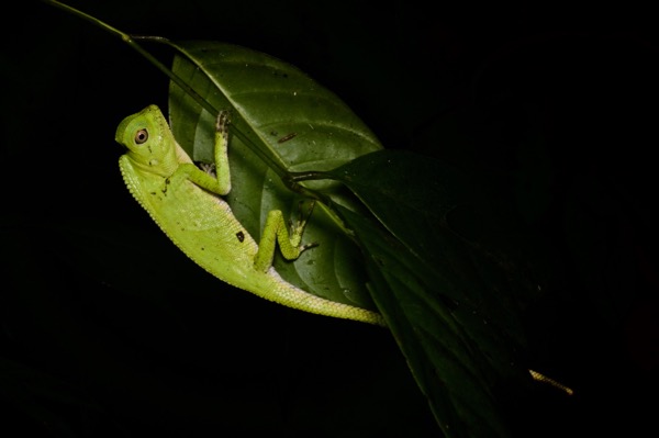 Doria’s Angle-headed Lizard (Gonocephalus doriae)