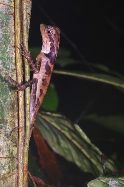 Great Angle-headed Lizard (Gonocephalus grandis)