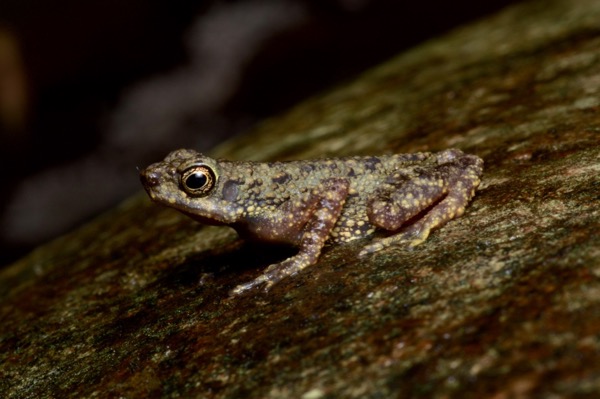 Dwarf Slender Toad (Ansonia minuta)