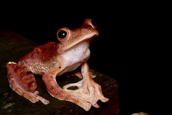 Harlequin Flying Frog (Rhacophorus pardalis)