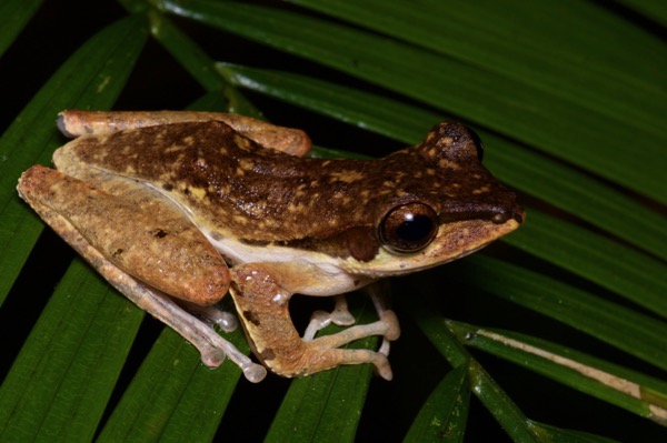 Dark-eared Treefrog (Polypedates macrotis)