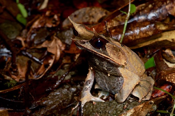 Malayan Horned Frog (Pelobatrachus nasutus)