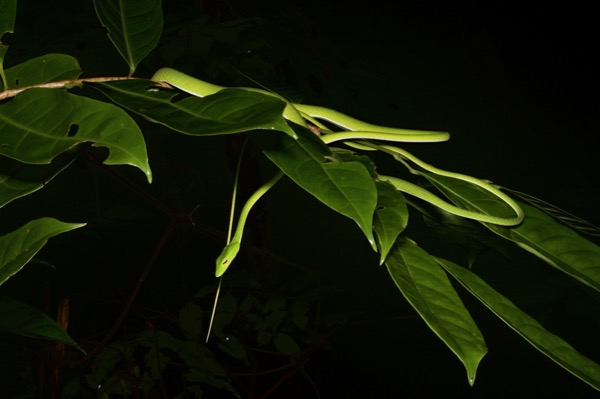 Oriental Whip Snake (Ahaetulla prasina prasina)