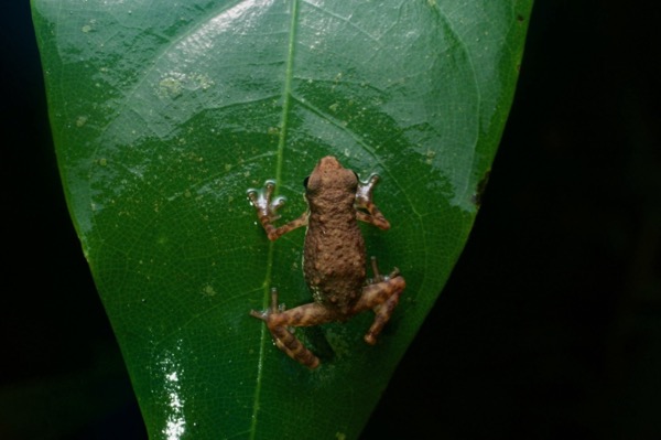 Lowland Dwarf Toad (Pelophryne signata)