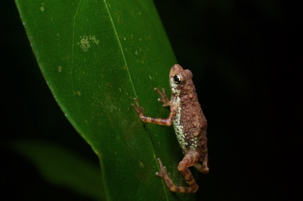 Lowland Dwarf Toad (Pelophryne signata)