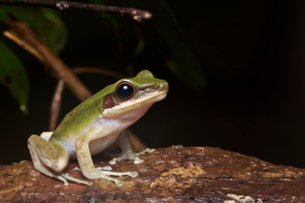 Borneo White-lipped Frog (Chalcorana raniceps)