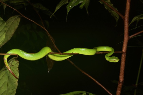 Bornean Keeled Green Pit Viper (Tropidolaemus subannulatus)