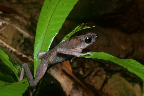 Brown Slender Toad (Ansonia leptopus)