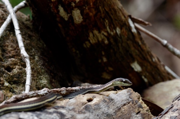 Gray Bronzeback (Dendrelaphis caudolineatus)