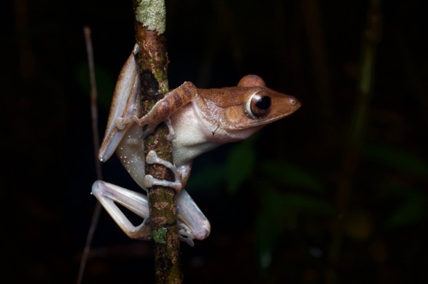 Collett’s Treefrog (Polypedates colletti)