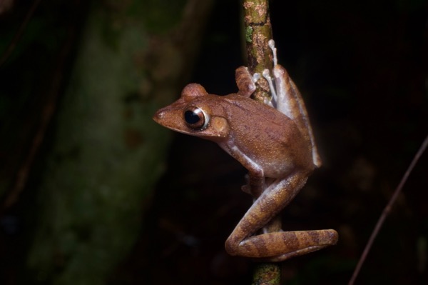 Collett’s Treefrog (Polypedates colletti)