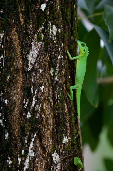 Green Crested Lizard (Bronchocela cristatella)