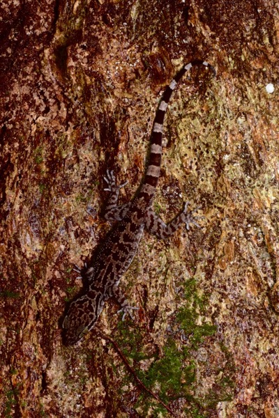 Inger’s Bent-toed Gecko (Cyrtodactylus pubisulcus)