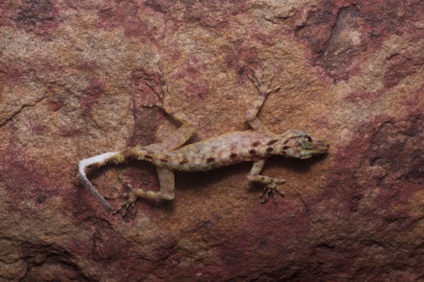 Kendall’s Rock Gecko (Cnemaspis kendallii)