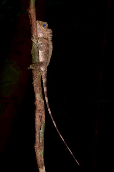 Blue-eyed Angle-headed Lizard (Gonocephalus liogaster)