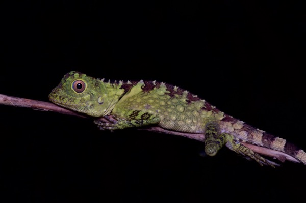 Blue-eyed Angle-headed Lizard (Gonocephalus liogaster)