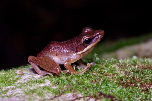 Borneo White-lipped Frog (Chalcorana raniceps)