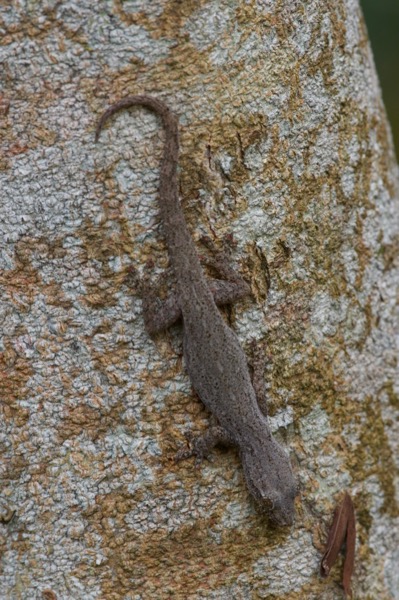 Common House Gecko (Hemidactylus frenatus)