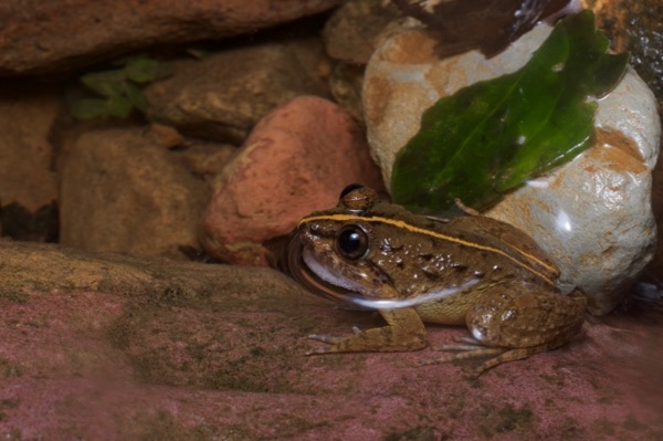 Matang Creek Frog (Limnonectes conspicillatus)