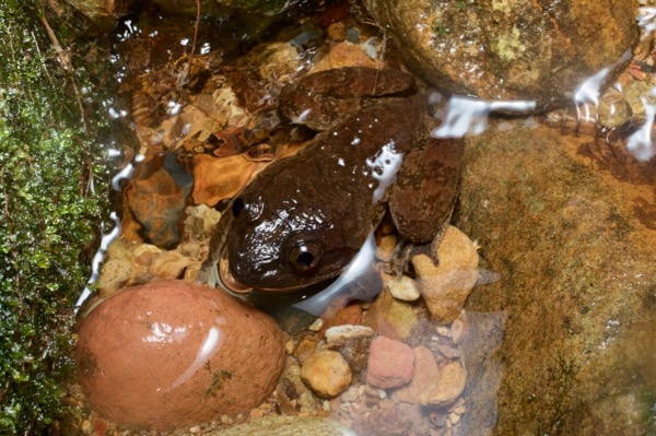 Broad-headed Creek Frog (Limnonectes kong)