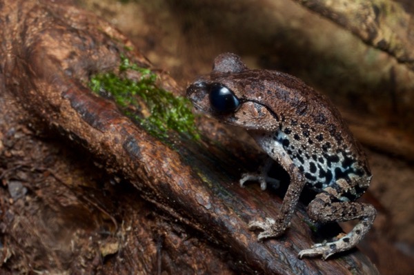 Inger’s Black-eyed Litter Frog (Leptobrachium ingeri)