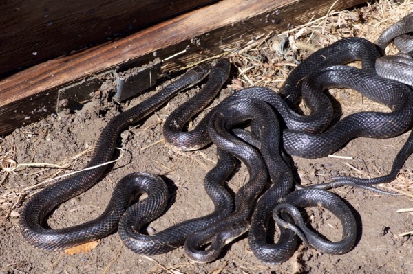 Western Ratsnake (Pantherophis obsoletus)