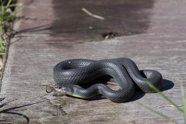 Eastern Yellow-bellied Racer (Coluber constrictor flaviventris)