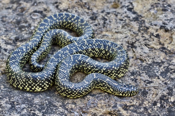 Speckled Kingsnake (Lampropeltis holbrooki)