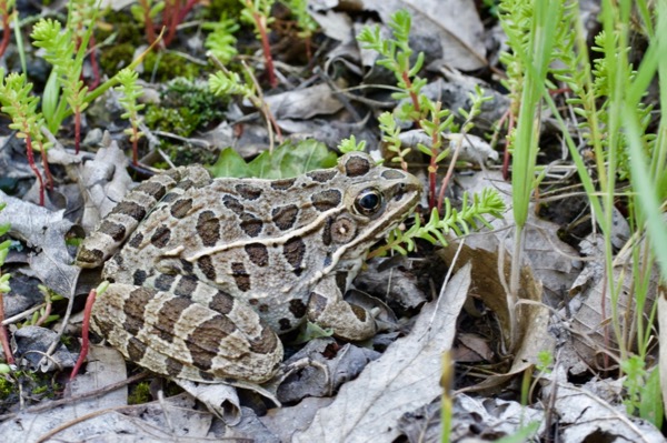 Plains Leopard Frog (Lithobates blairi)