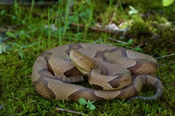 Eastern Copperhead (Agkistrodon contortrix)