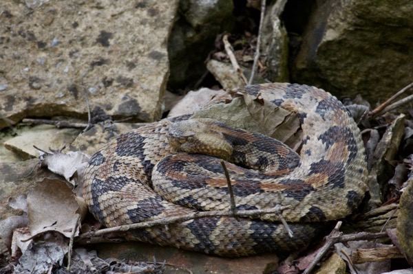 Timber Rattlesnake (Crotalus horridus)