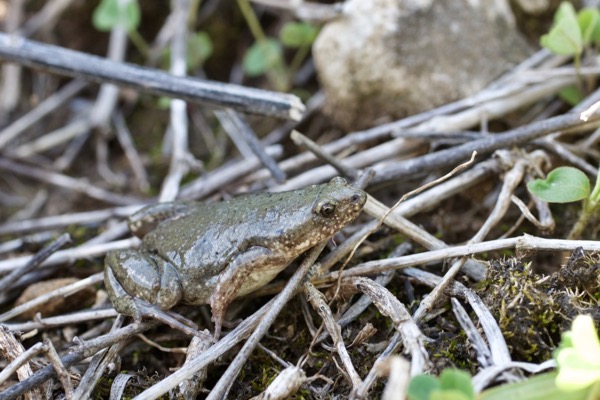 Western Narrow-mouthed Toad (Gastrophryne olivacea)