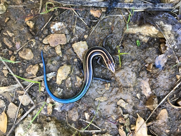 Common Five-lined Skink (Plestiodon fasciatus)