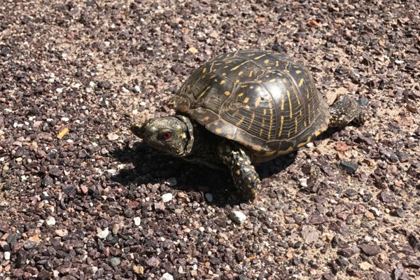 Plains Box Turtle (Terrapene ornata ornata)