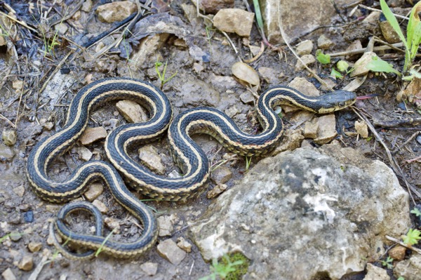 Red-sided Gartersnake (Thamnophis sirtalis parietalis)