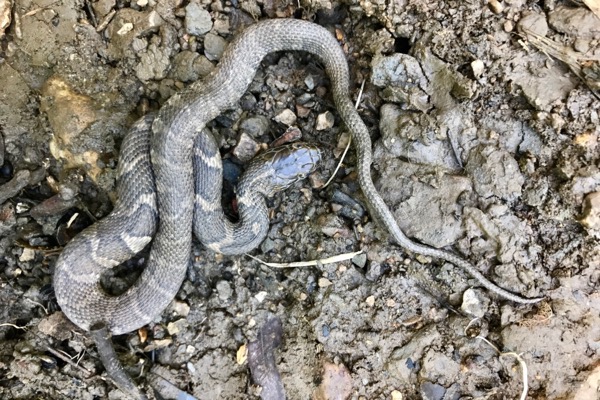 Common Watersnake (Nerodia sipedon sipedon)