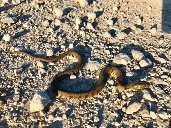 Northern Diamond-backed Watersnake (Nerodia rhombifer rhombifer)