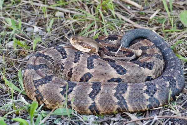 Timber Rattlesnake (Crotalus horridus)