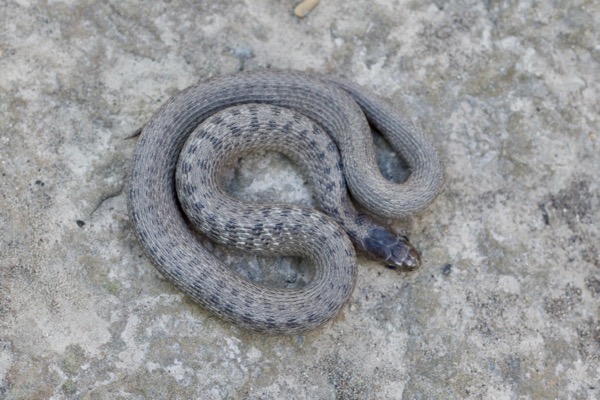 Dekay’s Brownsnake (Storeria dekayi)