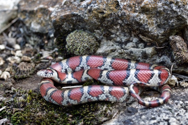 Eastern Milksnake (Lampropeltis triangulum)