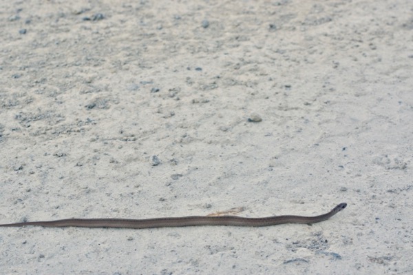 Dekay’s Brownsnake (Storeria dekayi)